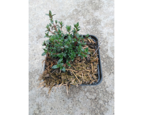 Thymus vulgaris ‘White’