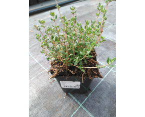 Thymus vulgaris ‘White’