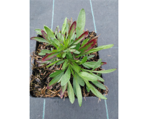 Coreopsis ‘Ruby Frost’