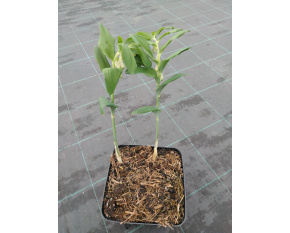 Polygonatum x hybridum ‘Weihenstephan’