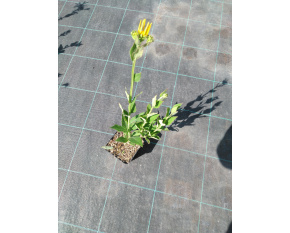 Verbesina helianthoides