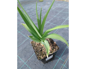 Hemerocallis ‘White Temptation’