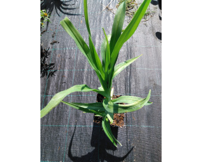 Hemerocallis ‘White Temptation’