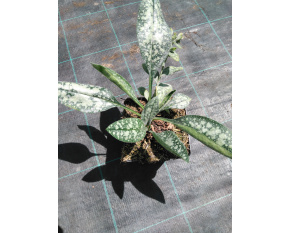 Pulmonaria ‘Opal’