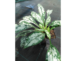 Pulmonaria ‘Opal’