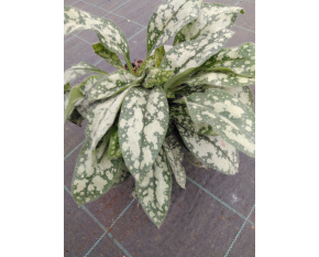 Pulmonaria ‘Opal’