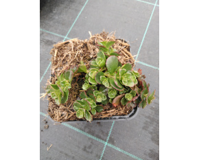 Sedum spurium ‘Schorbuser Blut’