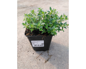 Thymus serpyllum hort. ‘’Snowthyme’