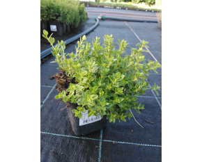 Thymus serpyllum hort. ‘’Snowthyme’