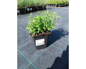Thymus serpyllum hort. ‘Snowthyme’