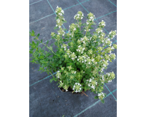 Thymus serpyllum hort. ‘Snowthyme’