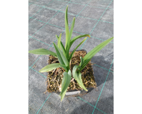 Hemerocallis ‘Night Beacon’ 