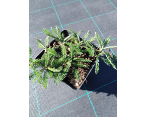 Achillea millefolium ‘Red Velvet’
