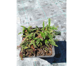 Achillea millefolium ‘Red Velvet’