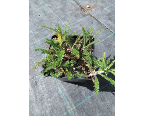 Achillea millefolium ‘Red Velvet’