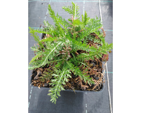 Achillea millefolium ‘Red Velvet’