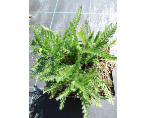 Achillea millefolium ‘Red Velvet’