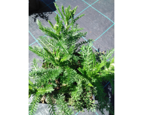 Achillea millefolium ‘Red Velvet’