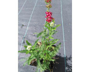 Achillea millefolium ‘Red Velvet’