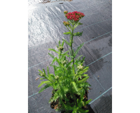 Achillea millefolium ‘Red Velvet’