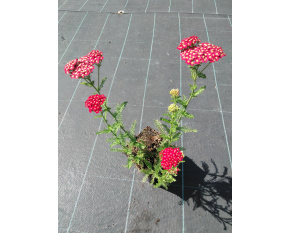 Achillea millefolium ‘Red Velvet’