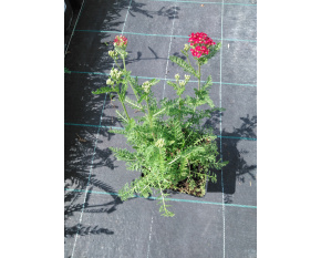 Achillea millefolium ‘Red Velvet’