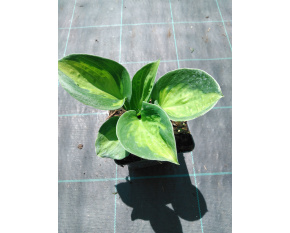 Hosta ‘Sunset Grooves’ 