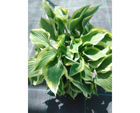 Hosta ‘Pilgrim’ 