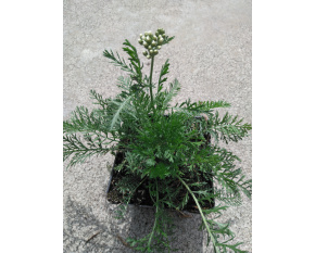 Achillea millefolium ‘Schneetaler’