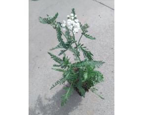 Achillea millefolium ‘Schneetaler’