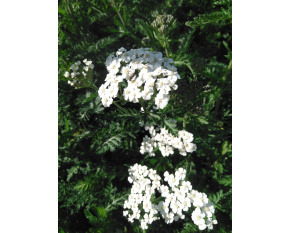 Achillea millefolium ‘Schneetaler’