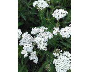 Achillea millefolium ‘Schneetaler’