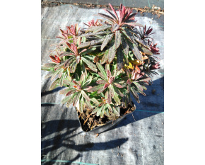 Euphorbia x martinii ‘Ascot Petite’