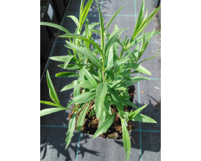 Penstemon ‘Andenken an Frederik Hahn’