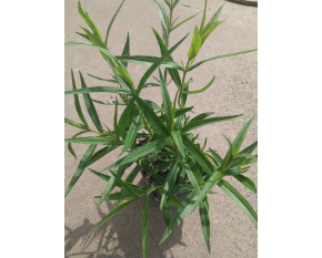 Penstemon ‘Andenken an Frederik Hahn’