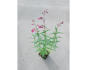 Penstemon ‘Andenken an Frederik Hahn’