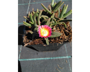 Delosperma ‘Wheels of Wonder Salmon Pink’