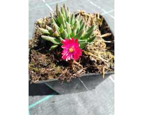 Delosperma cooperi ‘Jewel of Desert Garnet’