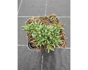 Delosperma ‘Sundella Red’