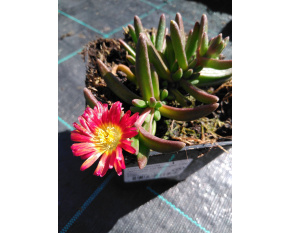 Delosperma ‘Wheels Of Wonder Fire’