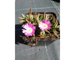 Delosperma ‘Wheels Of Wonder Purple’