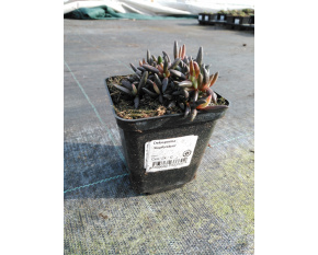 Delosperma ‘Kupferstern’