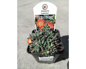 Delosperma ‘Kupferstern’