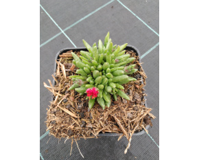 Delosperma ‘Kupferstern’