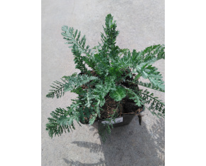 Achillea filipendulina ‘Heinrich Vogeler’
