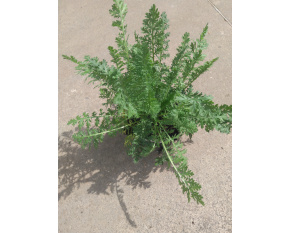 Achillea filipendulina ‘Heinrich Vogeler’