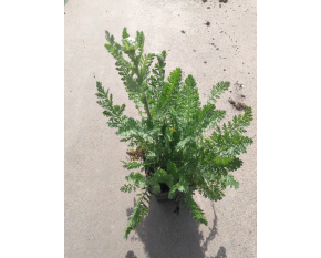 Achillea filipendulina ‘Heinrich Vogeler’