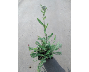 Achillea filipendulina ‘Heinrich Vogeler’