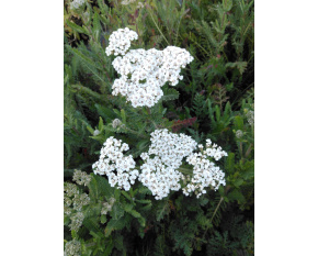 Achillea filipendulina ‘Heinrich Vogeler’