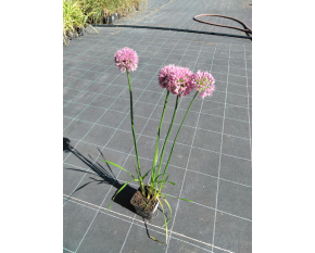 Allium ‘Millenium’